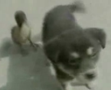 Cute Alert: Duckling + Puppy = BFF Cute Alert: Duckling + Puppy = BFF